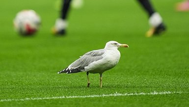 Beşiktaş - Samsunspor Maçında Duygusal An: Martı Sahayı Ziyaret Etti